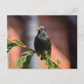 Starling Postkarte (Vorderseite)