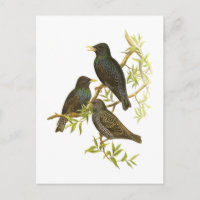 Starling