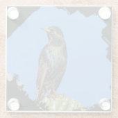 Starling Saguaro Cactus Beautiful Southwest Bird Glasuntersetzer (Rückseite)