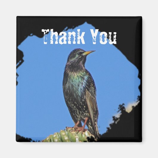 Starling Saguaro Cactus Beautiful Southwest Bird Magnet (Vorne)