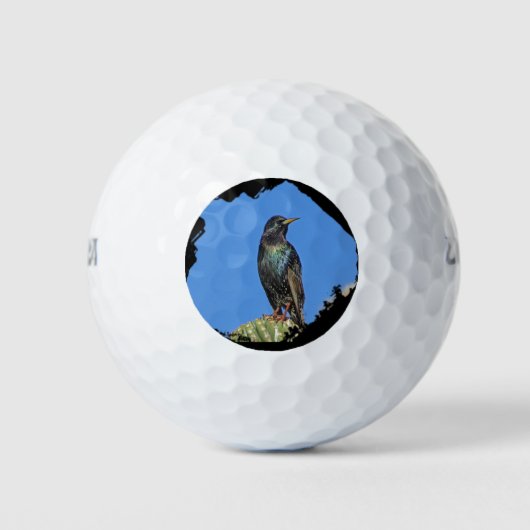 Starling und Saguaro Cactus Foto Südwest Golfball (Vorderseite)