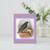Starling Vintag Bird Illustration Postkarte (Stehend Vorderseite)