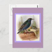 Starling Vintag Bird Illustration Postkarte (Vorne/Hinten)