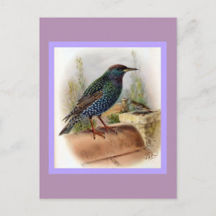 Starling Vintag Bird Illustration Postkarte