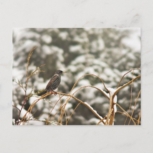 Starling-Vogel im Schnee Postkarte (Vorderseite)