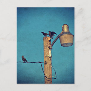 Starlings Postkarte