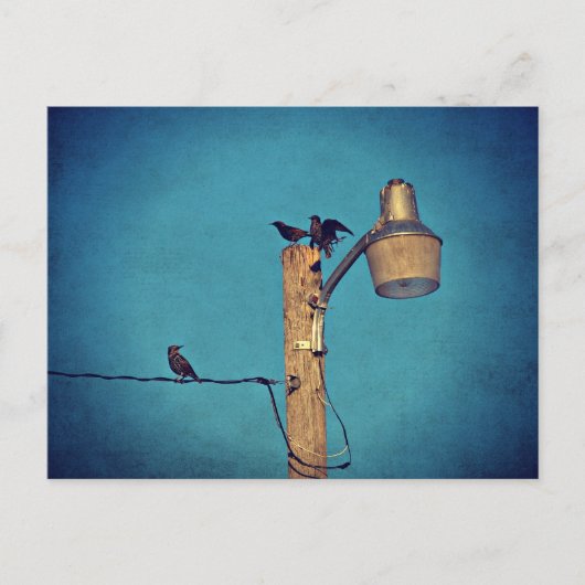 Starlings Postkarte (Vorderseite)