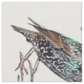 Starlings sind Lieblinge Stoff (Nahaufnahme)