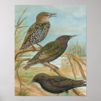 Starlings Vintag Bird Illustration