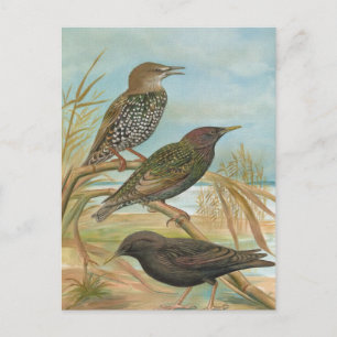 Starlings Vintag Bird Illustration Postkarte