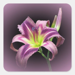 Starman's Quest - Taglilie Square Sticker