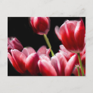 STARRED PINK TULIPS POSTKARTE