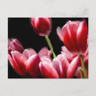 STARRED PINK TULIPS POSTKARTE