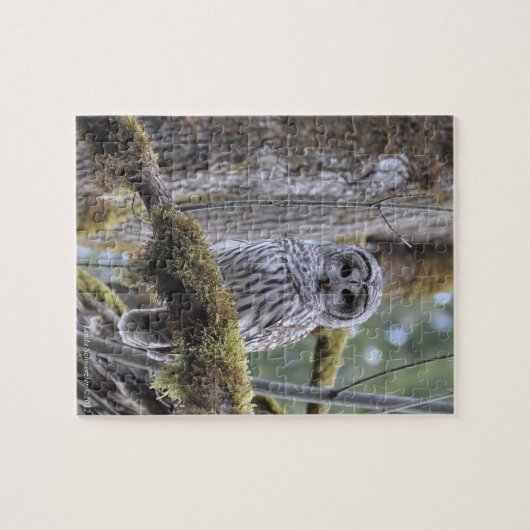 Starren Sie unten mit der Eule an Puzzle (Horizontal)