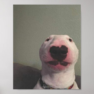 Starring Dog Meme Poster