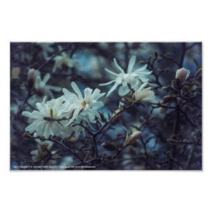 Starry Magnolia 3 172 Fotodruck