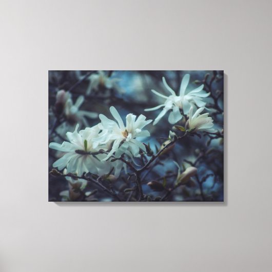 Starry Magnolia 3 172 Leinwanddruck (Vorderseite)