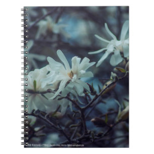 Starry Magnolia 3 172 Notizblock