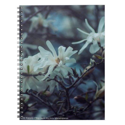 Starry Magnolia 3 172 Notizblock (Vorderseite)
