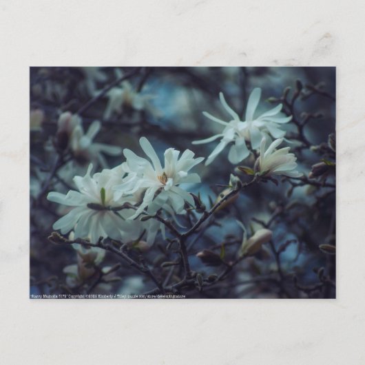 Starry Magnolia 3 172 Postkarte (Vorderseite)