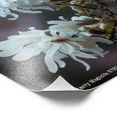 Starry Magnolia 5780 Fotodruck (Ecke)