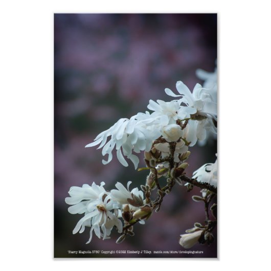 Starry Magnolia 5780 Fotodruck (Vorne)