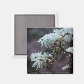 Starry Magnolia 5780 Magnet (Vorderseite/Rückseite)