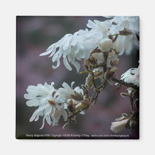 Starry Magnolia 5780 Magnet (Vorne)