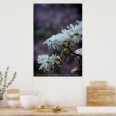 Starry Magnolia 5780 Poster (Küche)