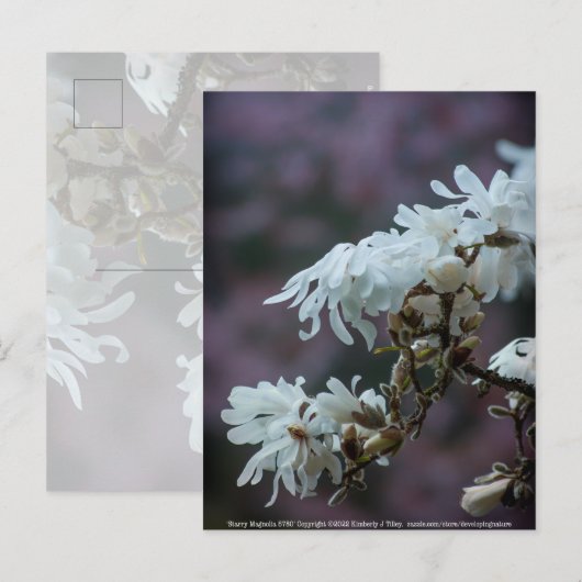 Starry Magnolia 5780 Postkarte (Vorne/Hinten)