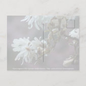 Starry Magnolia 5780 Postkarte (Rückseite)