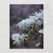 Starry Magnolia 5780 Postkarte (Vorderseite)