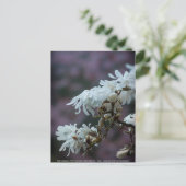Starry Magnolia 5780 Postkarte (Stehend Vorderseite)