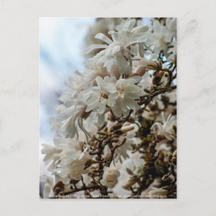 Starry Magnolia 5871 Postkarte