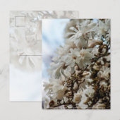 Starry Magnolia 5871 Postkarte (Vorne/Hinten)
