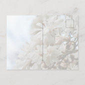 Starry Magnolia 5871 Postkarte (Rückseite)