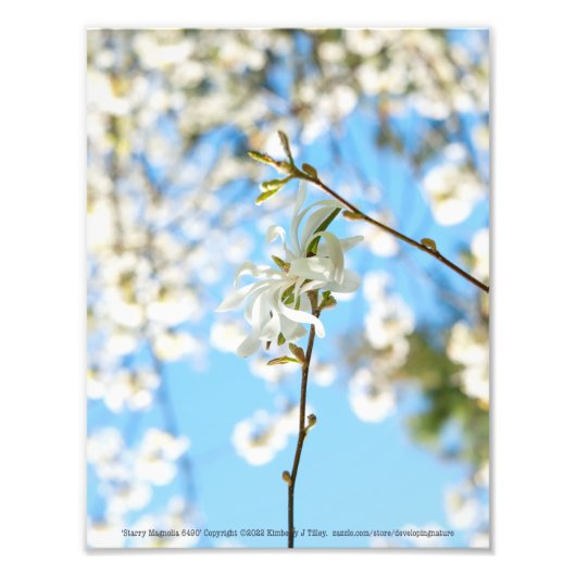 Starry Magnolia 6490 Fotodruck (Vorne)