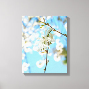 Starry Magnolia 6490 Leinwanddruck