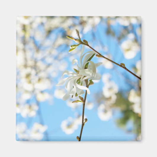 Starry Magnolia 6490 Magnet (Vorne)