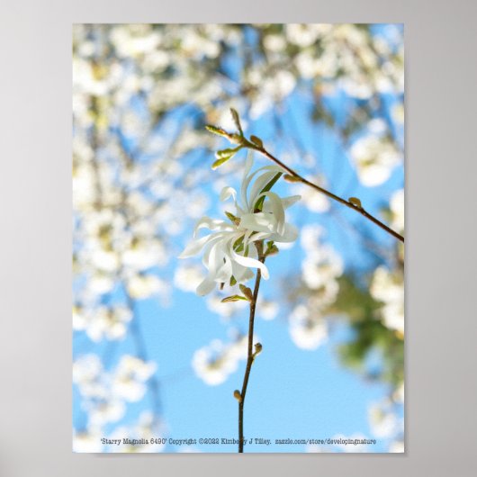 Starry Magnolia 6490 Poster (Vorne)