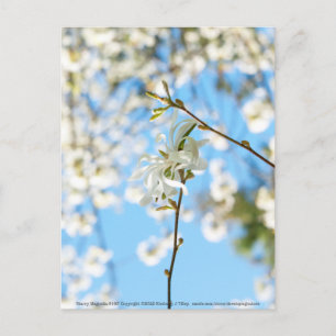 Starry Magnolia 6490 Postkarte