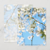 Starry Magnolia 6490 Postkarte (Vorne/Hinten)