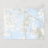 Starry Magnolia 6490 Postkarte (Rückseite)