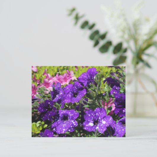 Starry Night Petunia Blume Postkarte (Stehend Vorderseite)