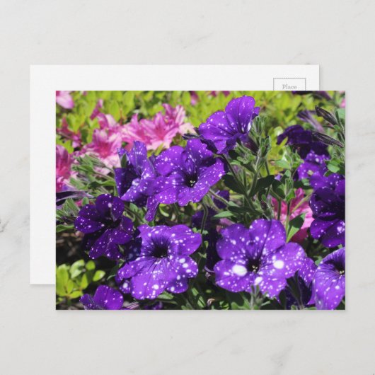 Starry Night Petunia Blume Postkarte (Vorne/Hinten)