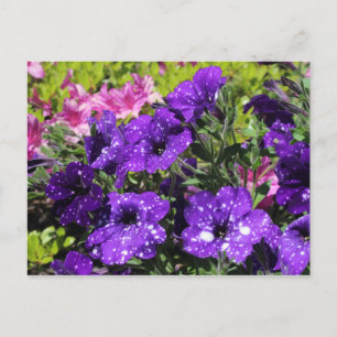 Starry Night Petunia Blume Postkarte