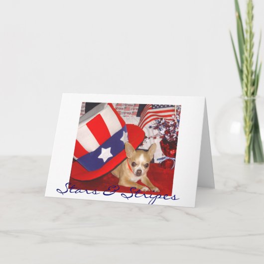 Stars & Stripes Chihuahua Karte (Vorderseite)
