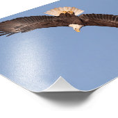 Start des Bald-Adlers Fotodruck (Ecke)