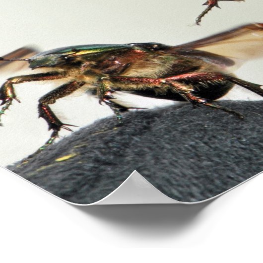 Start von Cetonia aurata Poster (Ecke)