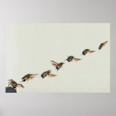 Start von Cetonia aurata Poster (Vorne)